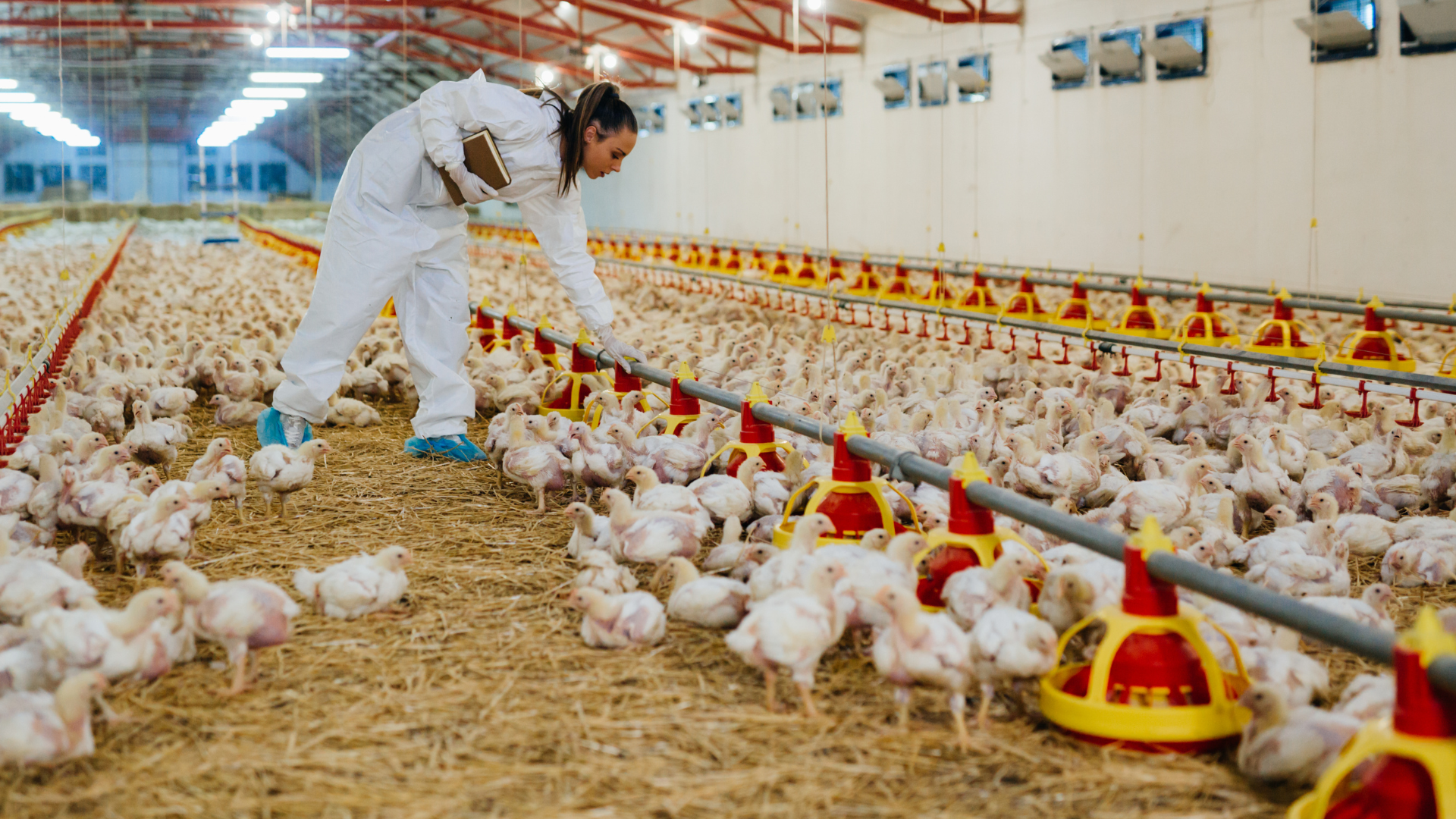 Công Nhân Trại Gà