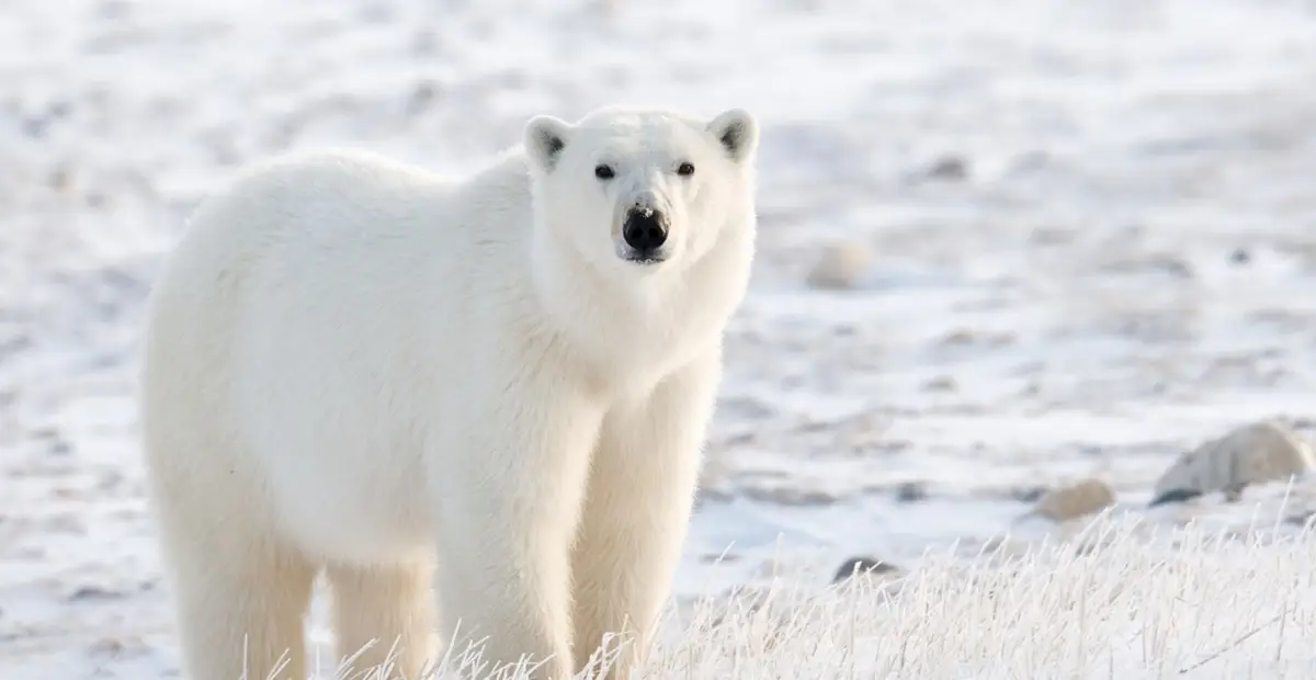 Những điều thú vị về Canada – Đất nước lá phong đỏ 2 Canada – ngoi nha lon cua gau Bac Cuc