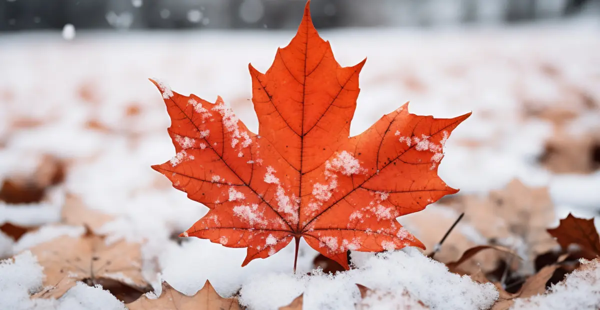 Những điều thú vị về Canada – Đất nước lá phong đỏ