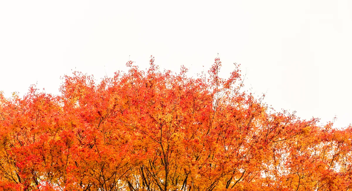 iCanPR - 16 điều thú vị về Canada mà có thể bạn chưa biết (Phần 2) 16 điều thú vị về Canada mà có thể bạn chưa biết (Phần 2)