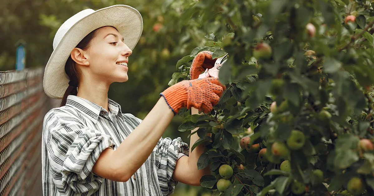 Công nhân nông trại trái cây