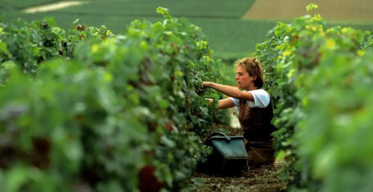 iCanPR - BREAKING: Express Entry 2026 – Ưu tiên thu nhập cao hơn kinh nghiệm Canada trong cải cách lớn Express Entry 2026